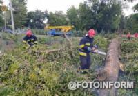 На Кіровоградщині рятувальники прибирають аварійні дерева