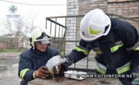 Пожежа у будинку: у Кропивницькому врятували морську свинку
