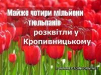 Майже чотири мільйони тюльпанів розквітли у дендропарку Кропивницького