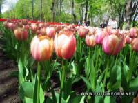 У Кропивницькому розквітли майже чотири мільйони тюльпанів