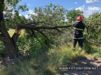 На Кіровоградщині рятувальники прибрали аварійні дерева