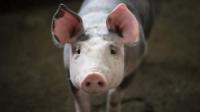 На Кіровоградщині зафіксовано новий випадок африканської чуми свиней