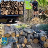 На Кіровоградщині знищили більше сотні дерев,  більшість з яких дуби