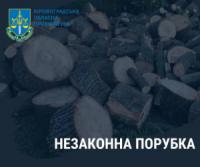 Мешканці Кіровоградщини незаконно нарубали дерев майже на три мільйона гривень