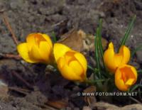 Краса перших весняних квітів: подих весни
