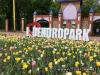 Фестиваль тюльпанів проходить у Кропивницькому (ВІДЕО)
