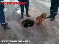 У Кіровограді рятувальники вилучили з колектора собаку