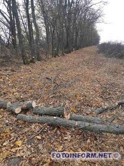 На Кіровоградщині чоловіки нарубали дерев майже на півмільйона гривень (ФОТО)