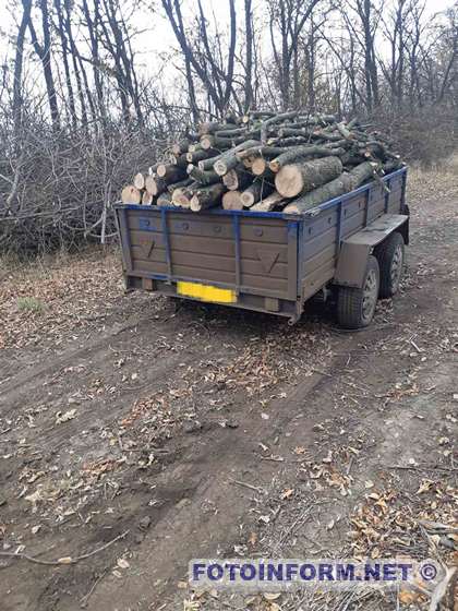 На Кіровоградщині чоловіки нарубали дерев майже на півмільйона гривень (ФОТО)