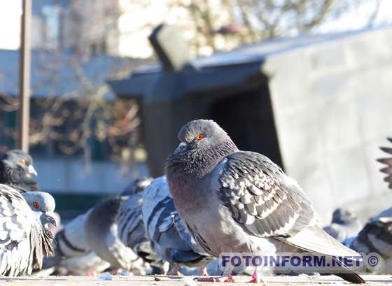 Як виглядає Кропивницький в перший день нового року (ФОТО)